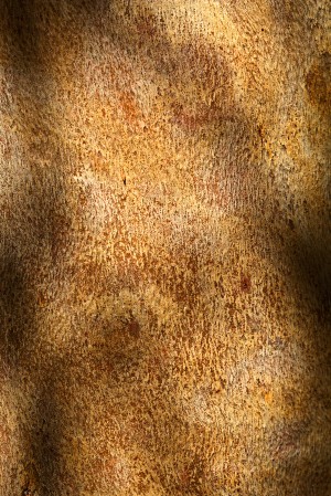 Eucalyptus Bark Golden Art